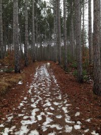 Seed Catalogs: Positive&nbsp;Propagation