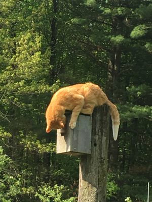 Any “birdie” home?